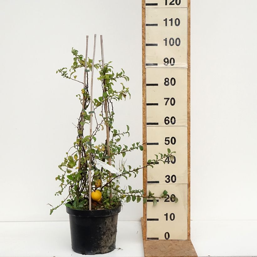 Esemplare di Chaenomeles superba Jet Trail - Fior di Pesco Vaso da 7,5L/10L come consegnato in autunno