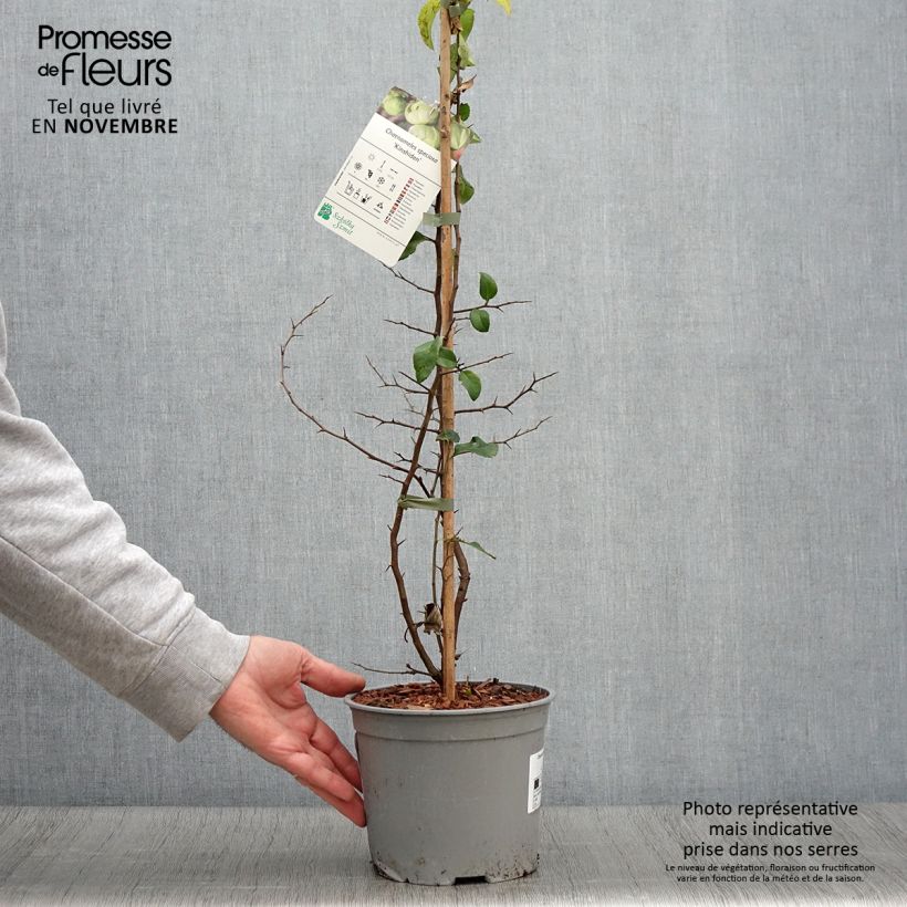 Esemplare di Chaenomeles speciosa Kinshiden - Fior di Pesco Vaso da 3L/4L come consegnato in autunno