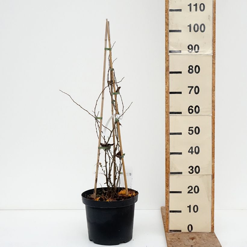 Chaenomeles superba Pink Lady - Fior di Pesco Vaso da 7,5L/10L esemplare consegnato in inverno