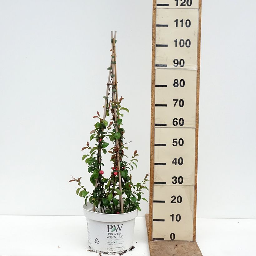 Chaenomeles superba Pink Lady - Fior di Pesco Vaso da 7,5L/10L esemplare consegnato in primavera