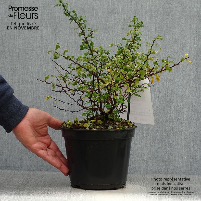 Esemplare di Chaenomeles superba Red Joy - Fior di Pesco Vaso da 2L/3L come consegnato in autunno