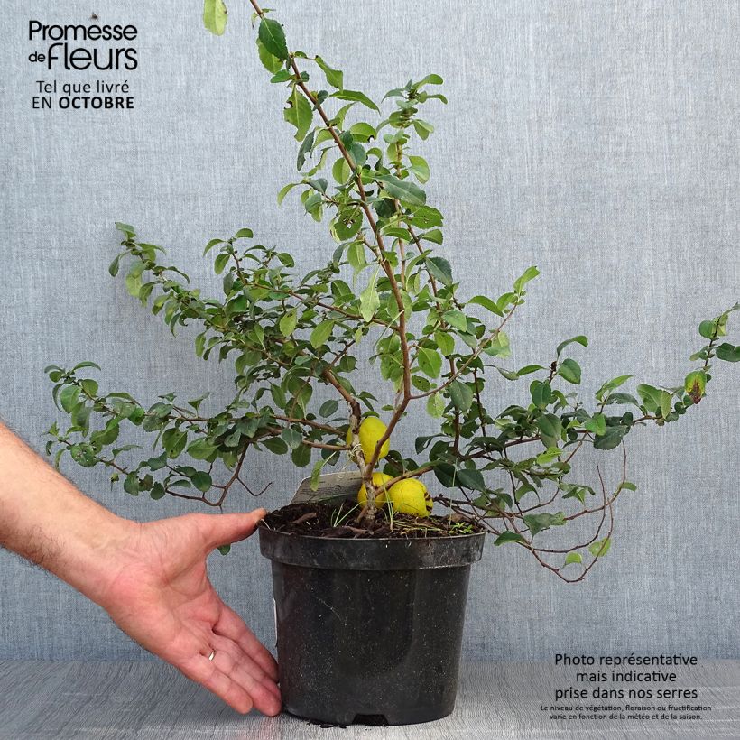 Esemplare di Chaenomeles japonica Sargentii - Fior di Pesco Vaso da 3L/4L come consegnato in autunno