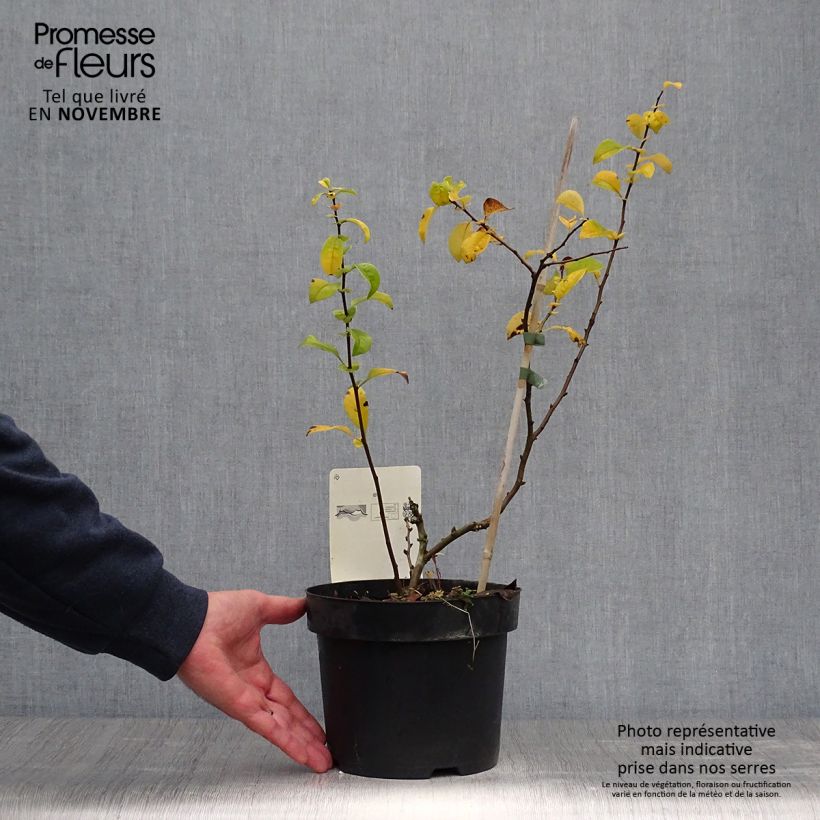 Esemplare di Chaenomeles speciosa Yukigoten - Fior di Pesco Vaso da 3L/4L come consegnato in autunno