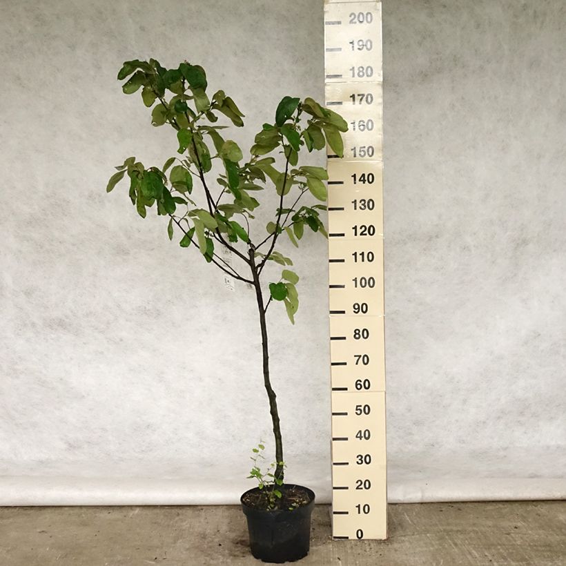 Cotogno Gigante di Vranja Vaso da 7,5L/10L, Vasetto esemplare consegnato in primavera