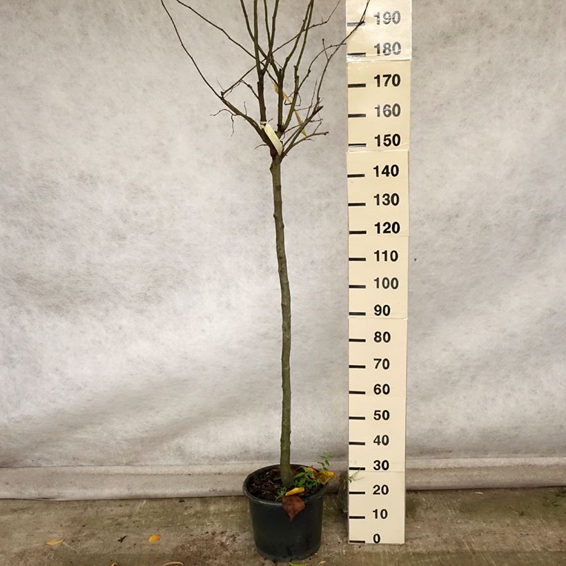 Esemplare di Cotogno Gigante di Vranja Vaso da 7,5L/10L, Vaso impalcato medio come consegnato in autunno