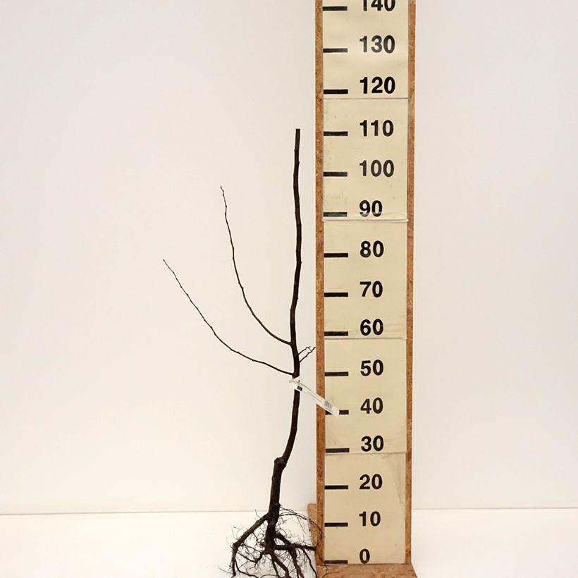 Cotogno Dal Portogallo Piante grandi a radice nuda, Astone esemplare consegnato in inverno