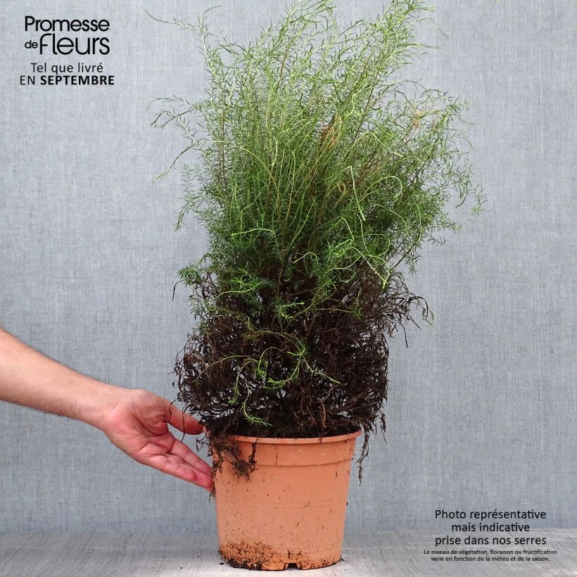 Esemplare di Coleonema pulchrum Vaso da 4L/5L come consegnato in autunno
