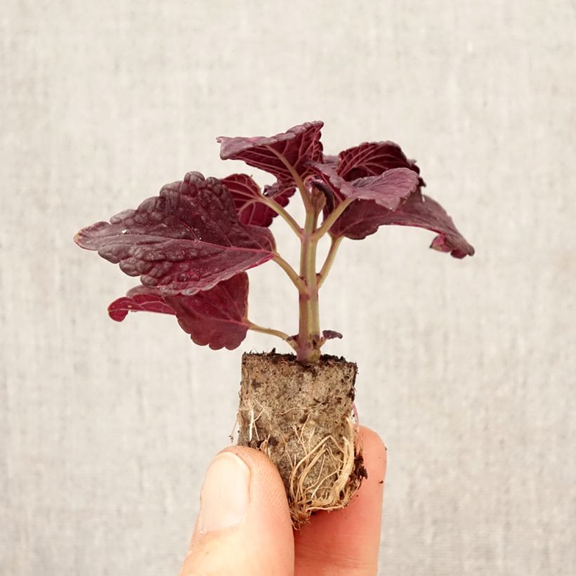 Coleus scutellarioides Copinto Manhattan - Coleo mini zolla... esemplare consegnato in primavera