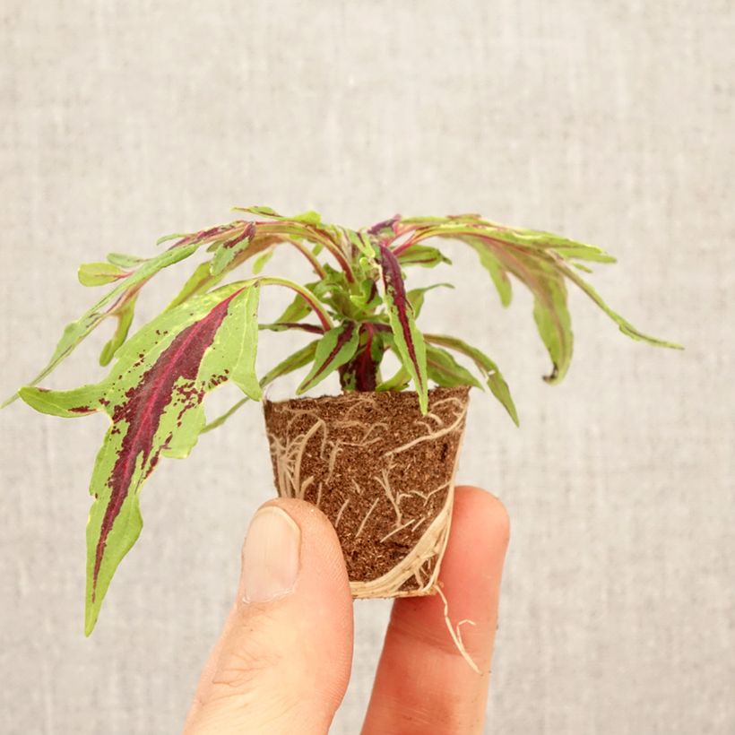 Coleus scutellarioides Chili Pepper - Coleo mini zolla... esemplare consegnato in primavera