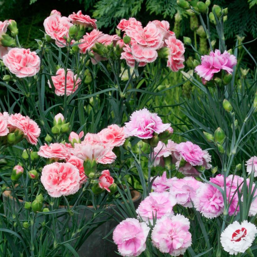 Collezione 3 garofani mignon profumati (Fioritura)