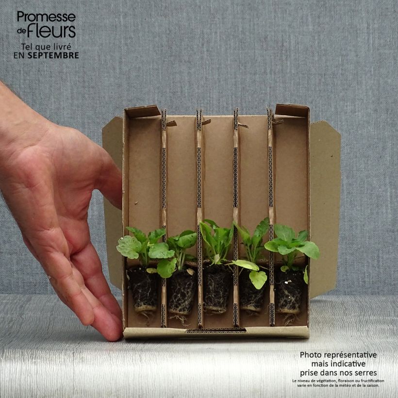 Esemplare di Collezione di 5 Pensieri Matrix Mix Spezie Mini-zolle come consegnato in autunno