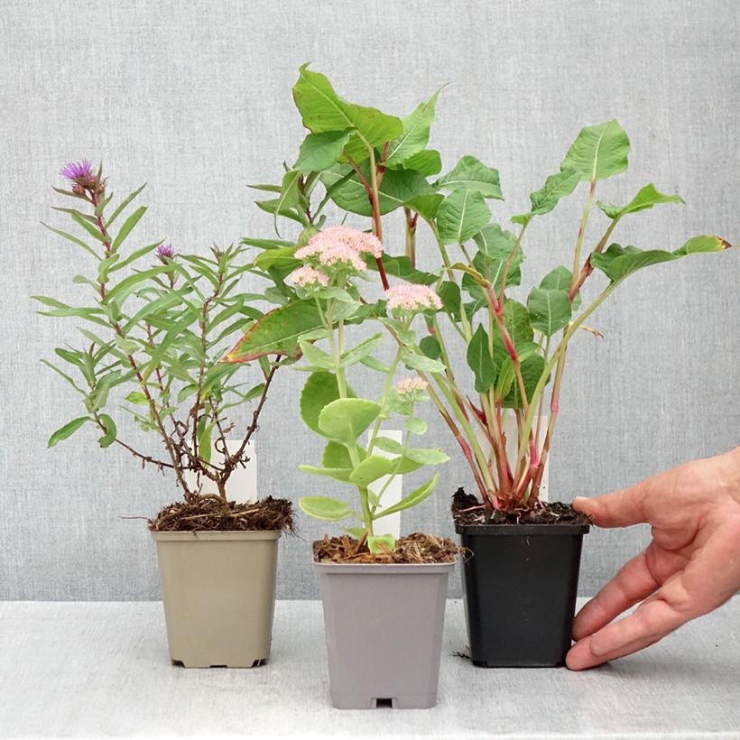 Esemplare di 3 Piante perenni indispensabili per l'estate come consegnato in autunno