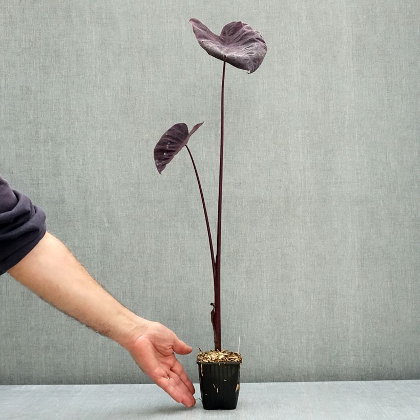 Esemplare di Colocasia Black magic - Taro Vasetto da 8/9 cm come consegnato in autunno