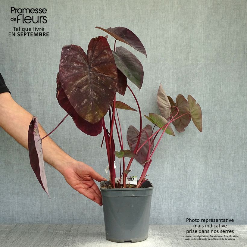 Esemplare di Colocasia Black magic - Taro Vaso da 4L/5L come consegnato in autunno