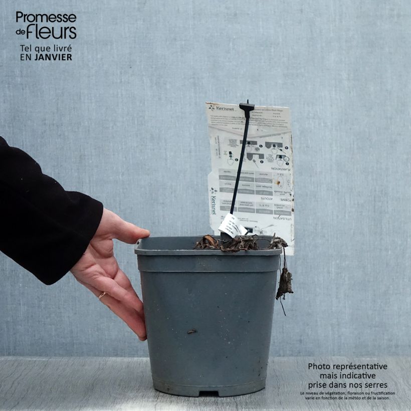 Colocasia Black magic - Taro Vaso da 4L/5L esemplare consegnato in inverno