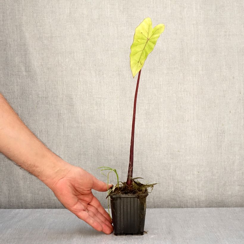 Esemplare di Colocasia esculenta Fontanesii - Taro Vasetto da 8/9 cm come consegnato in autunno