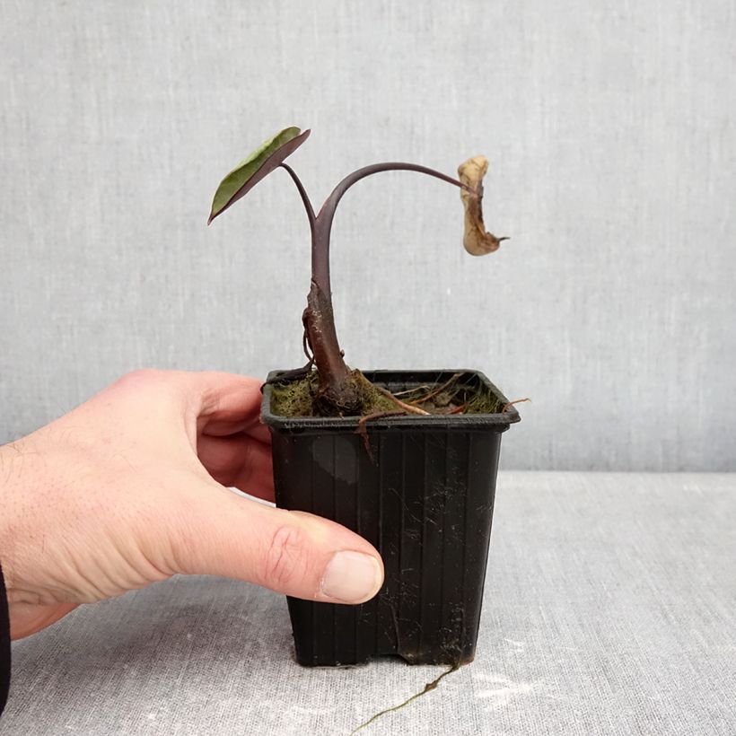 Colocasia esculenta Fontanesii - Taro Vasetto da 8/9 cm esemplare consegnato in inverno