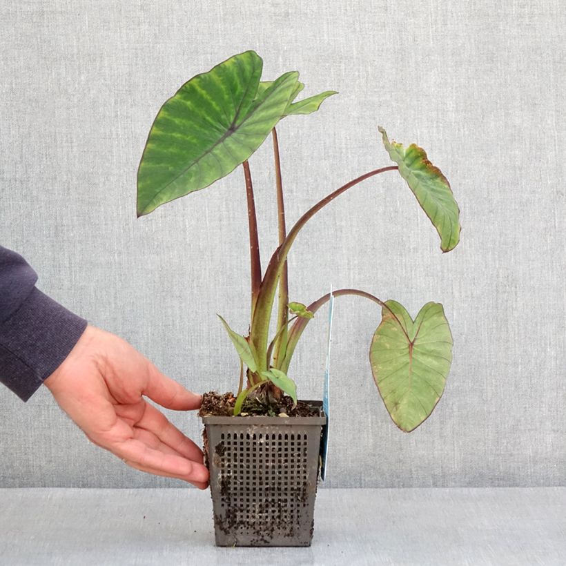 Colocasia esculenta Fontanesii - Taro Vasetto da 8/9 cm esemplare consegnato in primavera