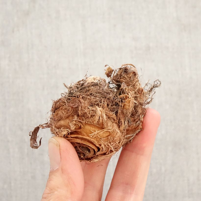 Colocasia esculenta Illustris - Taro Bulbo esemplare consegnato in primavera