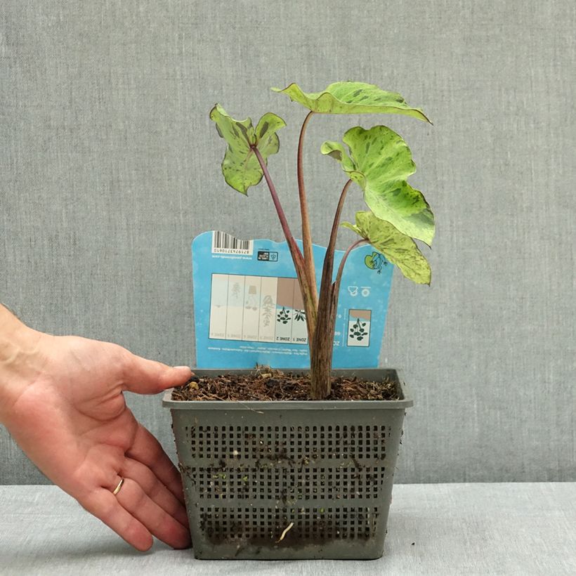 Esemplare di Colocasia esculenta Mojito - Taro Vaso da 4L/5L consegnato in estate
