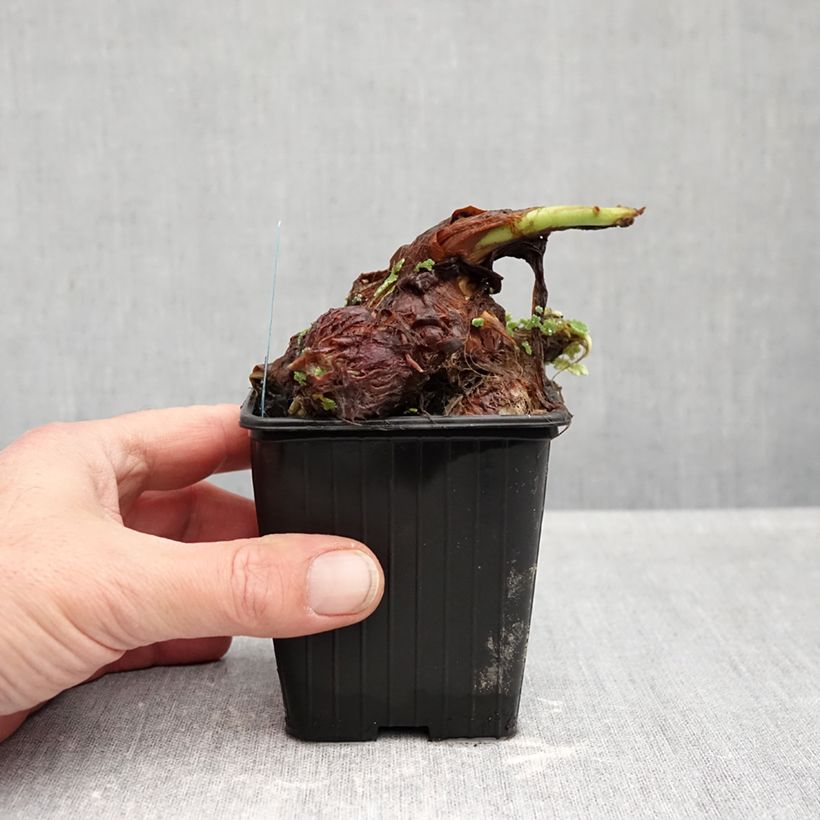 Esemplare di Colocasia esculenta - Taro Vasetto da 8/9 cm come consegnato in autunno