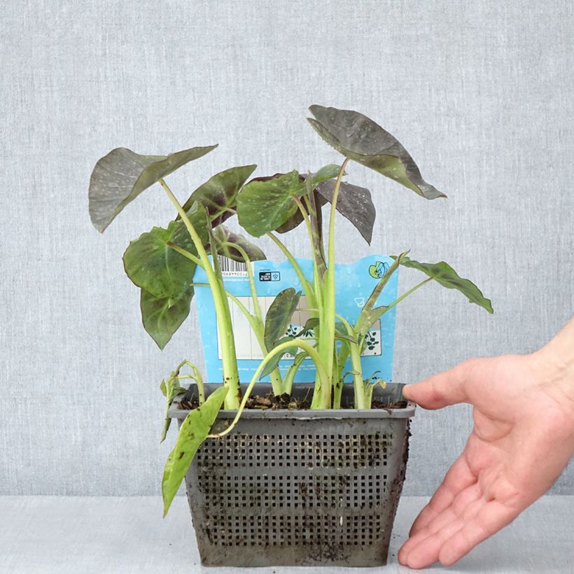 Colocasia esculenta - Taro Vaso da 4L/5L esemplare consegnato in primavera