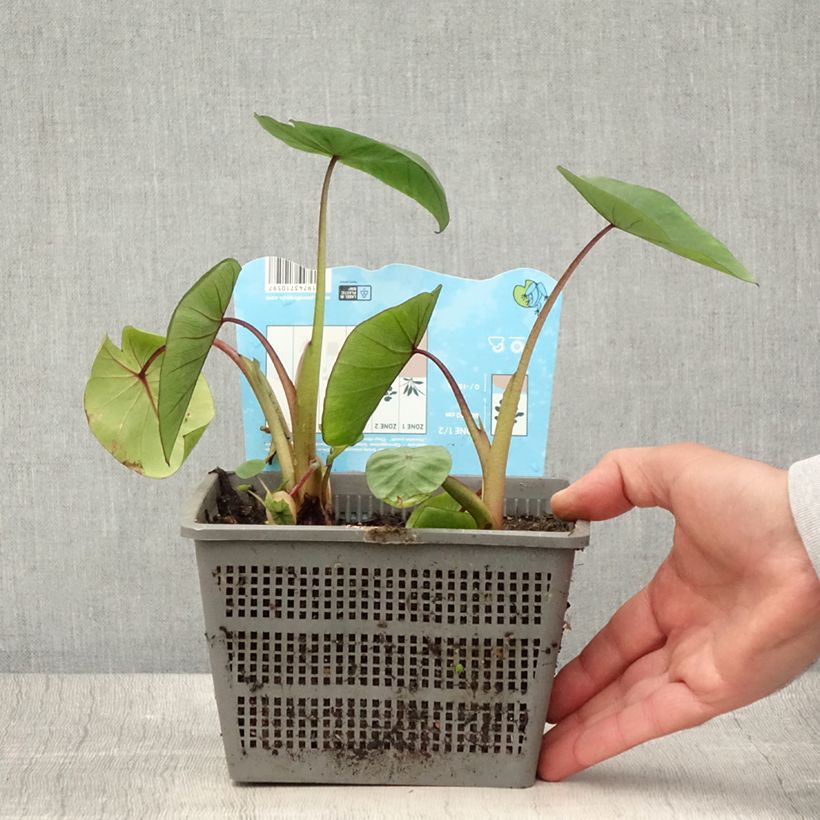 Esemplare di Colocasia Hawaiian Punch - Taro Vaso da 4L/5L taglia 18/20 consegnato in estate