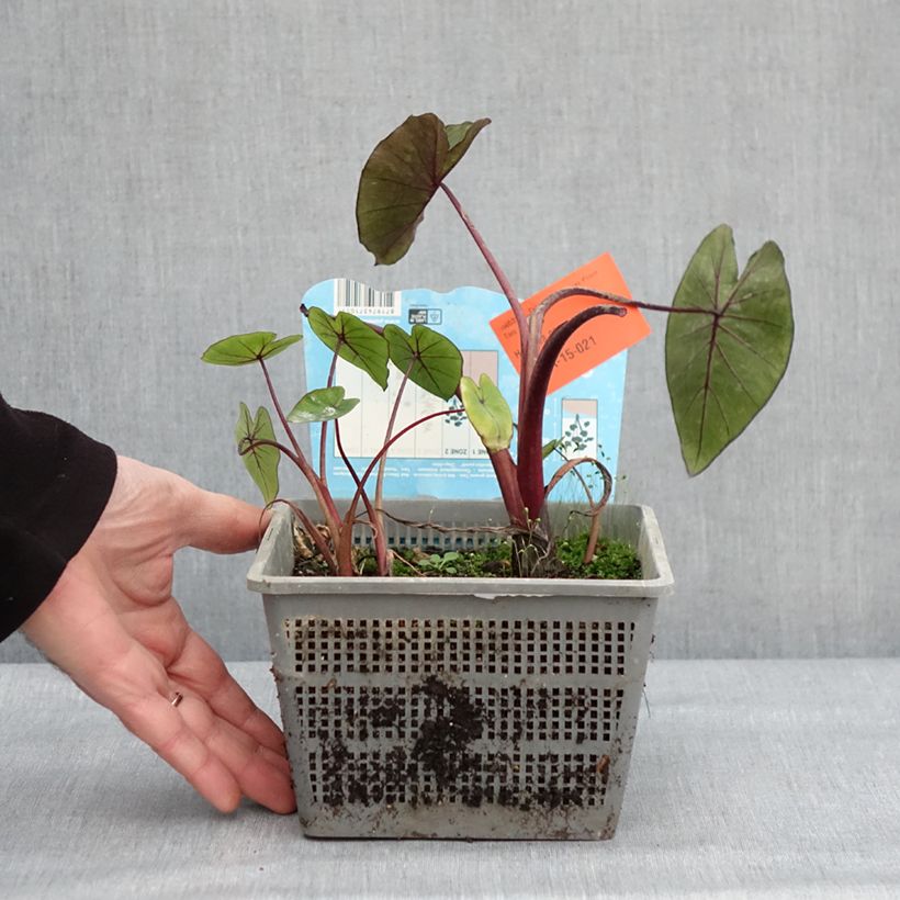 Colocasia Hawaiian Punch - Taro Vaso da 4L/5L taglia 18/20 esemplare consegnato in inverno