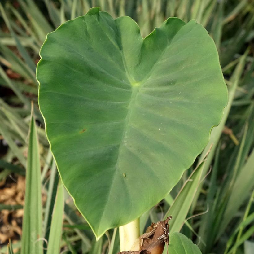 Colocasia Jack's Giant - Taro (Fogliame)