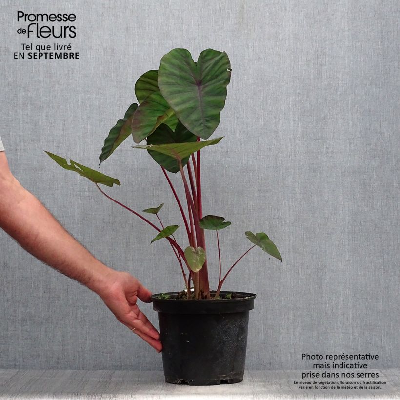Esemplare di Colocasia Madeira - Taro Vaso da 3L/4L come consegnato in autunno