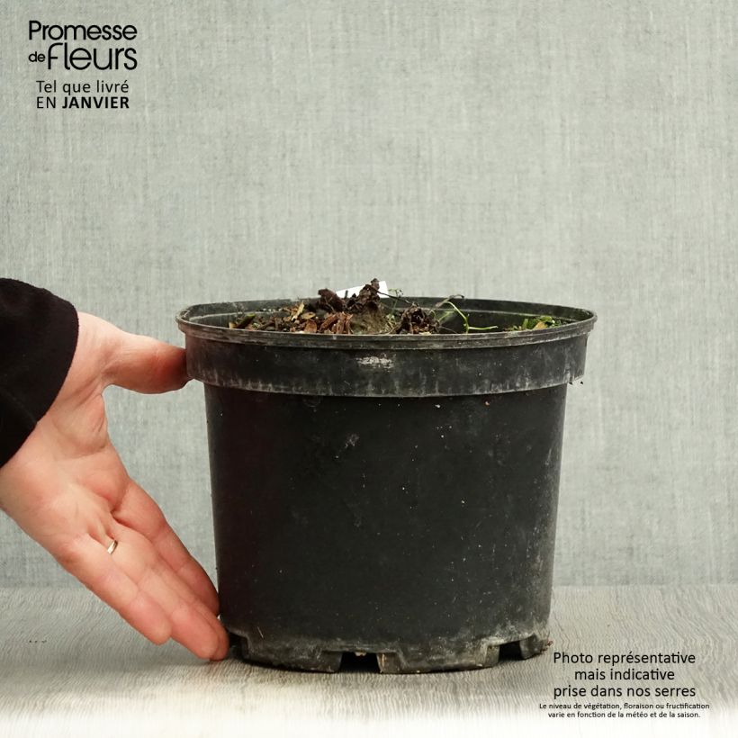 Colocasia Painted Black Gecko - Taro Vaso da 4L/5L esemplare consegnato in inverno