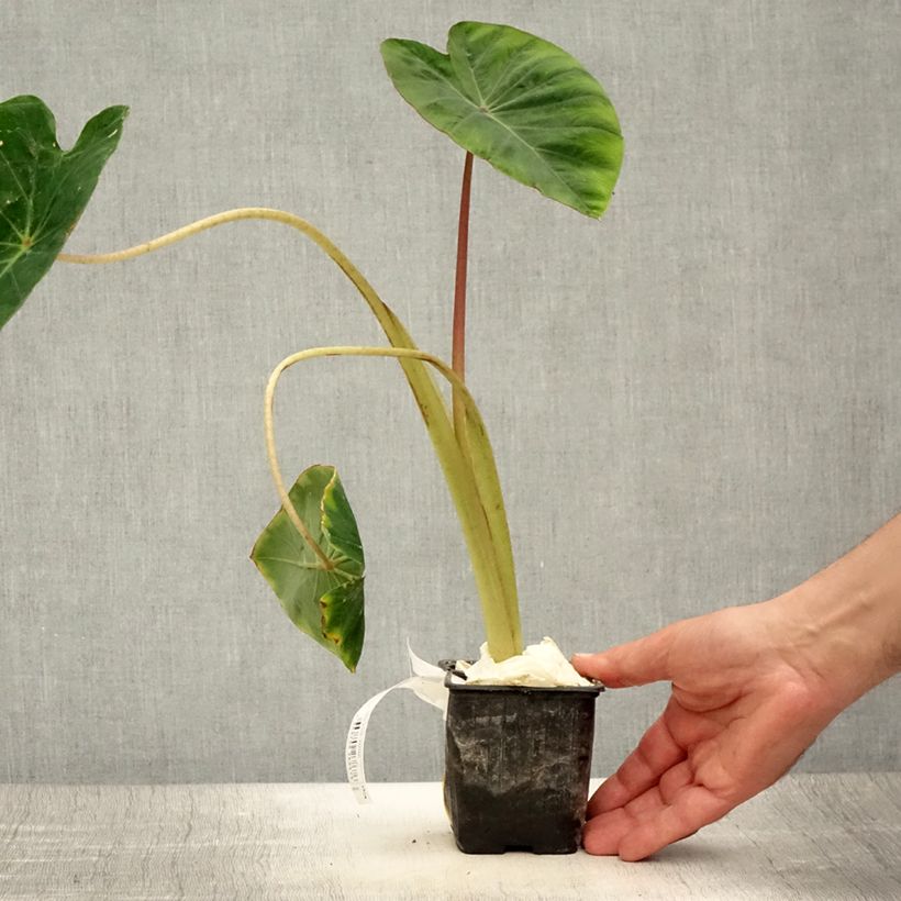 Esemplare di Colocasia Pink China - Taro Vasetto da 8/9 cm consegnato in estate