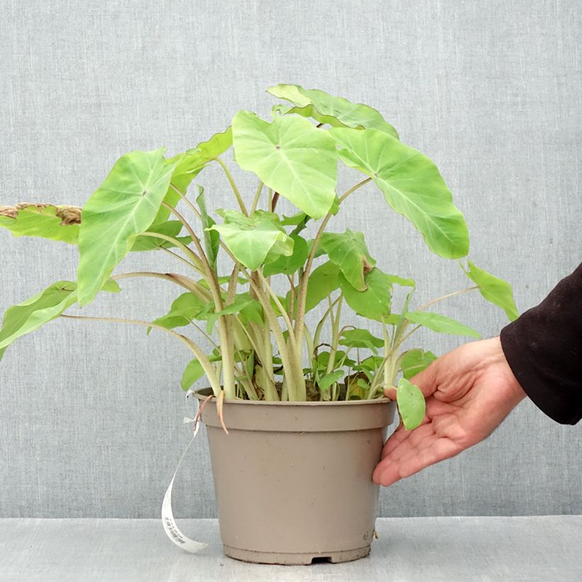 Esemplare di Colocasia Red Eyed Gecko - Taro Vaso da 4L/5L come consegnato in autunno