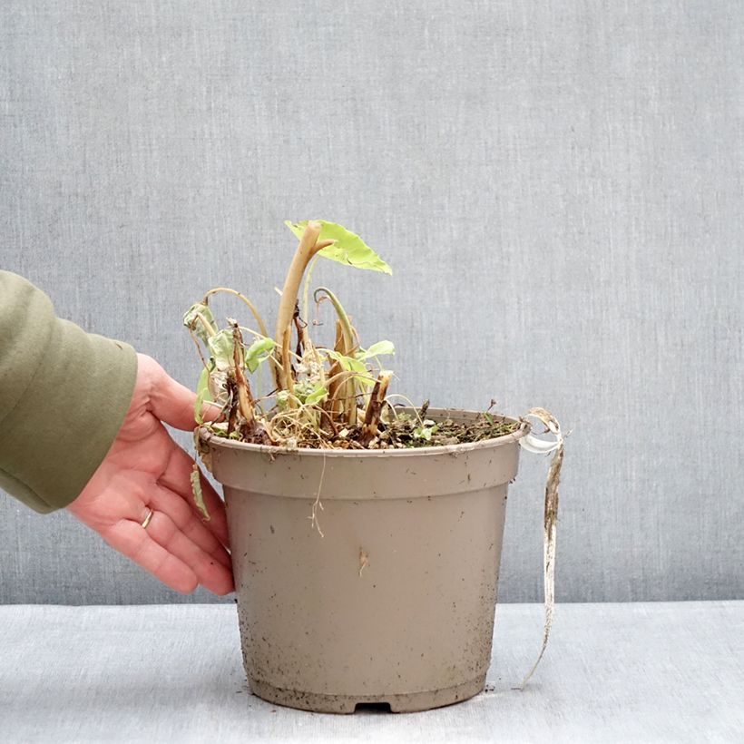 Colocasia Red Eyed Gecko - Taro Vaso da 4L/5L esemplare consegnato in inverno