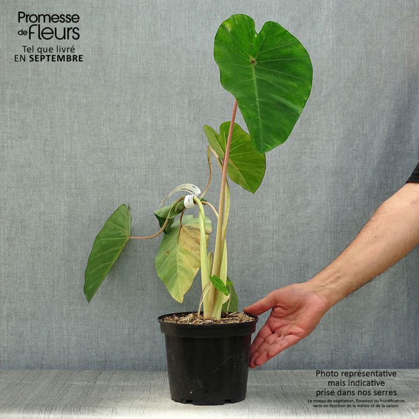 Esemplare di Colocasia Sangria - Taro Vaso da 3L/4L come consegnato in autunno