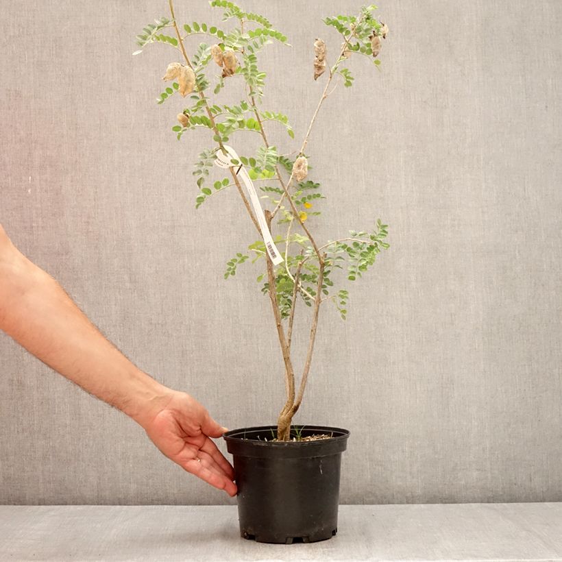 Esemplare di Colutea arborescens - Vesicaria Vaso da 2L/3L consegnato in estate