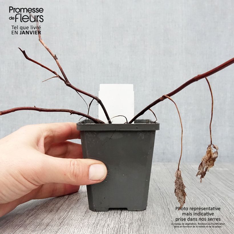 Comarum palustre - Cinquefoglia delle paludi Vasetto da 8/9 cm esemplare consegnato in inverno