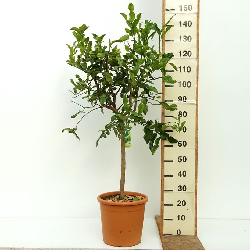 Esemplare di Citrus hystrix - Combava Vaso da 18L/20L, Vaso impalcato medio consegnato in estate