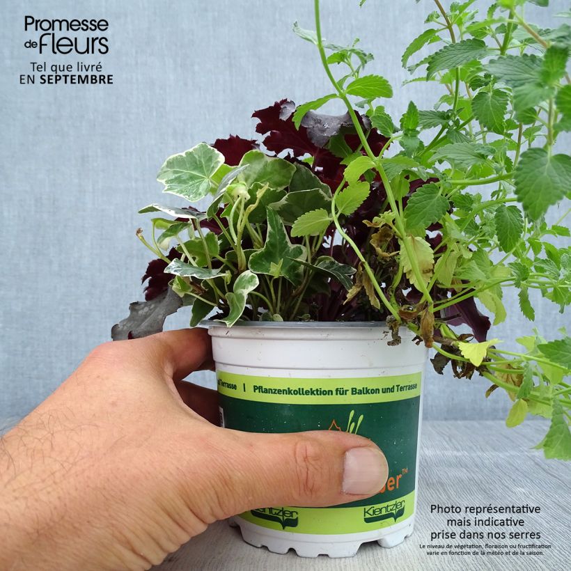 Esemplare di Composizione Autunno Breeze - composizione di 3 piante Vaso da Ø 12 cm / 13 cm come consegnato in autunno