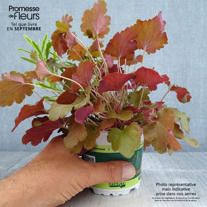 Esemplare di Composizione Hidden Treasure - composizione di 3 piante Vaso da Ø 12 cm / 13 cm come consegnato in autunno