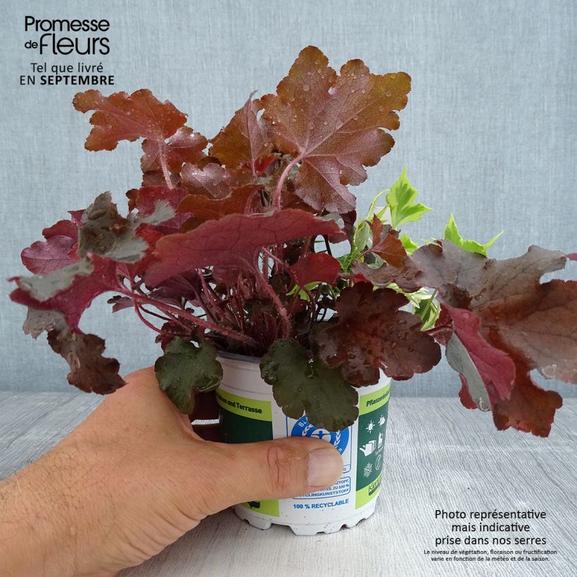 Esemplare di Composizione Portafortuna - composizione di 3 piante Vaso da Ø 12 cm / 13 cm come consegnato in autunno