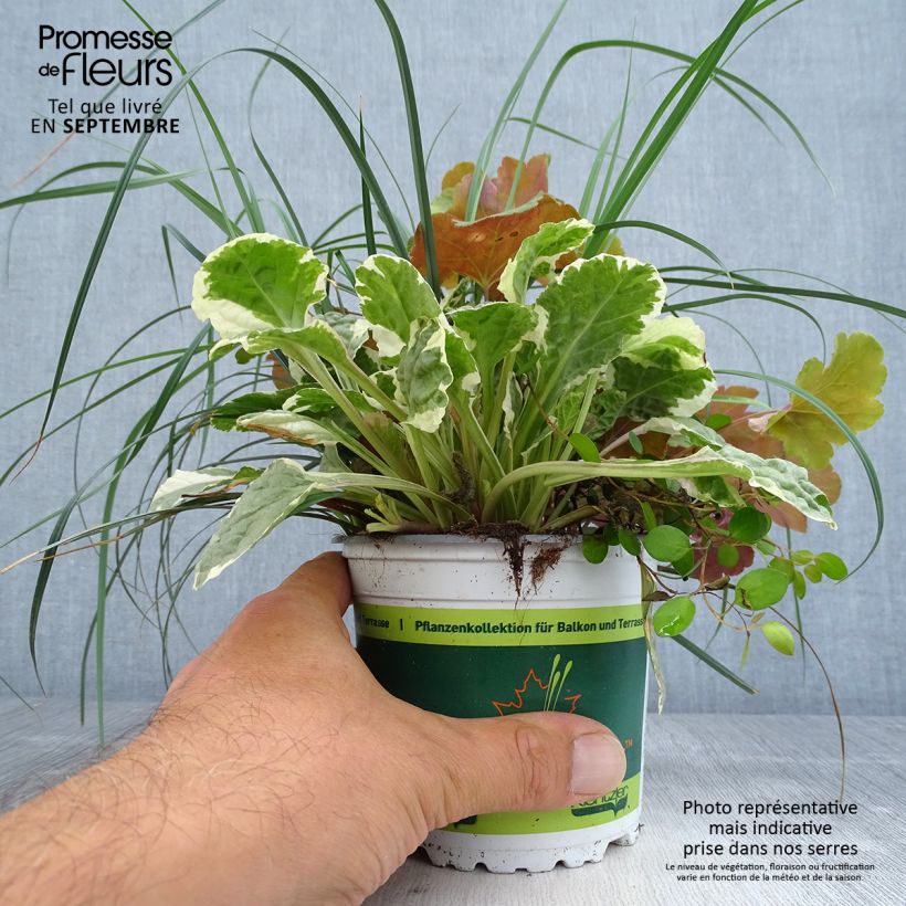 Esemplare di Composizione Sunkissed - composizione di 4 piante Vaso da Ø 12 cm / 13 cm come consegnato in autunno