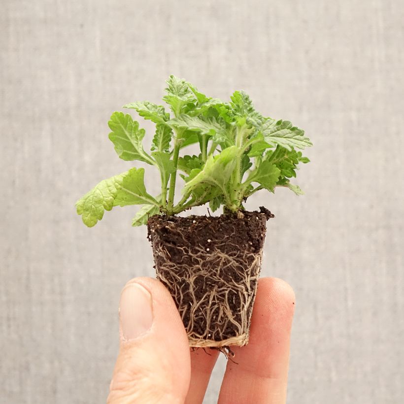 Composizione Verbena Fuoco Olandese mini zolla... esemplare consegnato in primavera