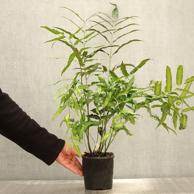 Esemplare di Coniogramme emeiensis - Felce Vaso da 2L/3L come consegnato in autunno