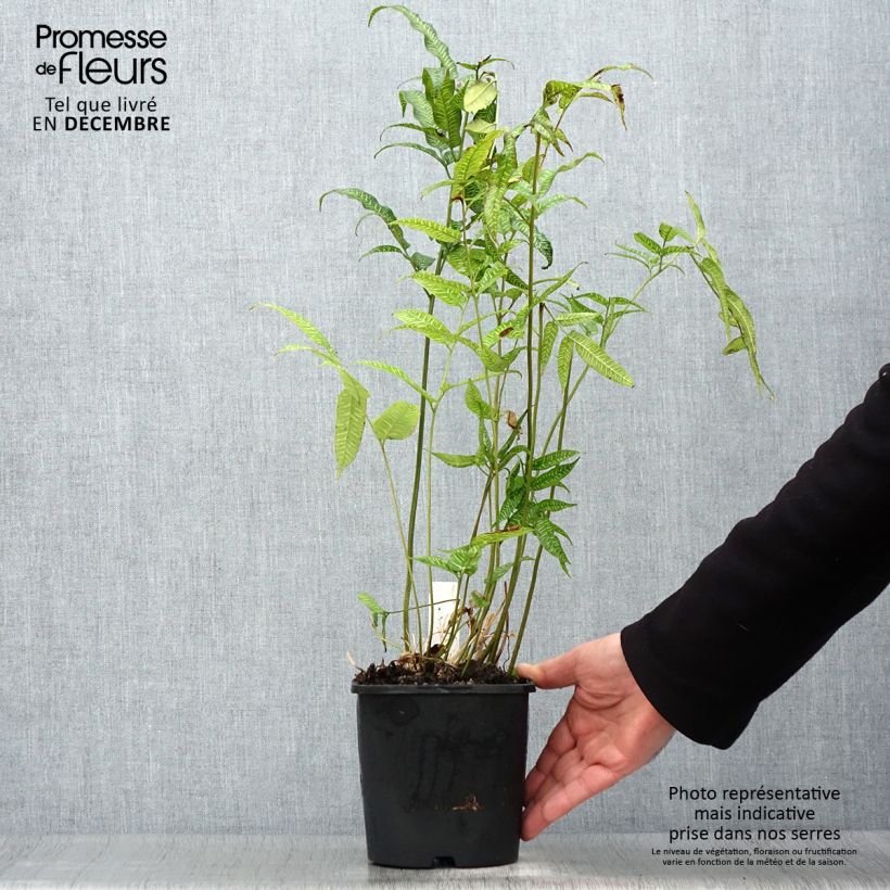 Coniogramme emeiensis - Felce Vaso da 2L/3L esemplare consegnato in inverno