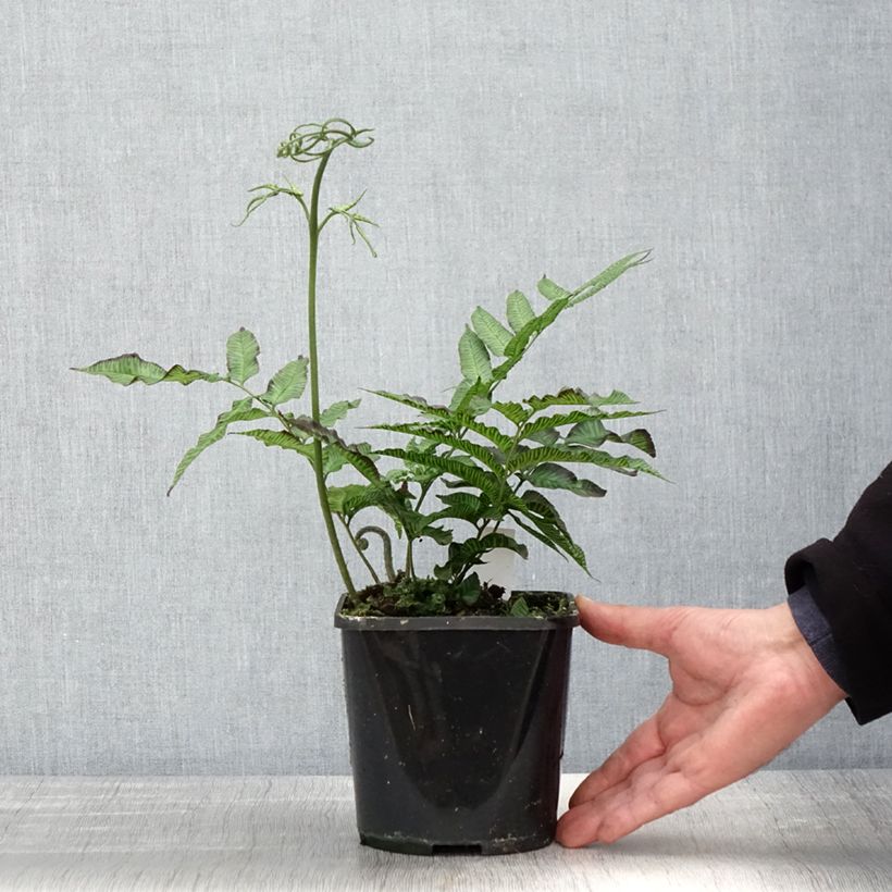 Coniogramme emeiensis - Felce Vaso da 2L/3L esemplare consegnato in primavera