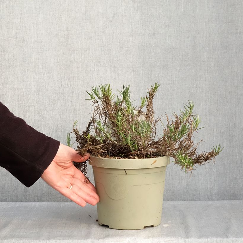 Conradina Little Rosie Vaso da 3L/4L esemplare consegnato in inverno