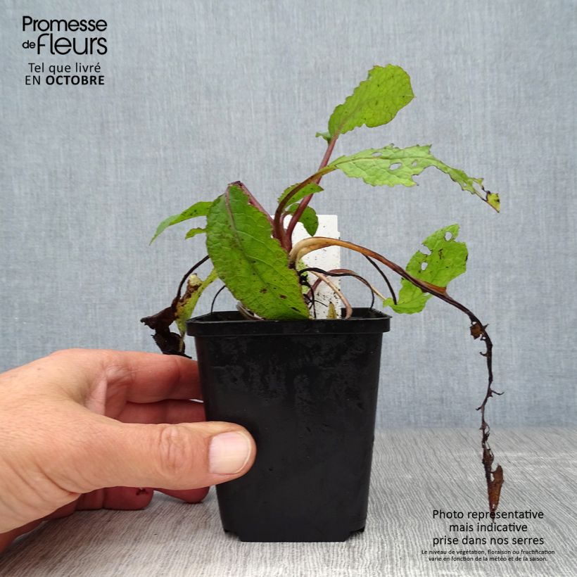 Esemplare di Symphytum grandiflorum - Consolida a grandi fiori Vasetto da 8/9 cm come consegnato in autunno