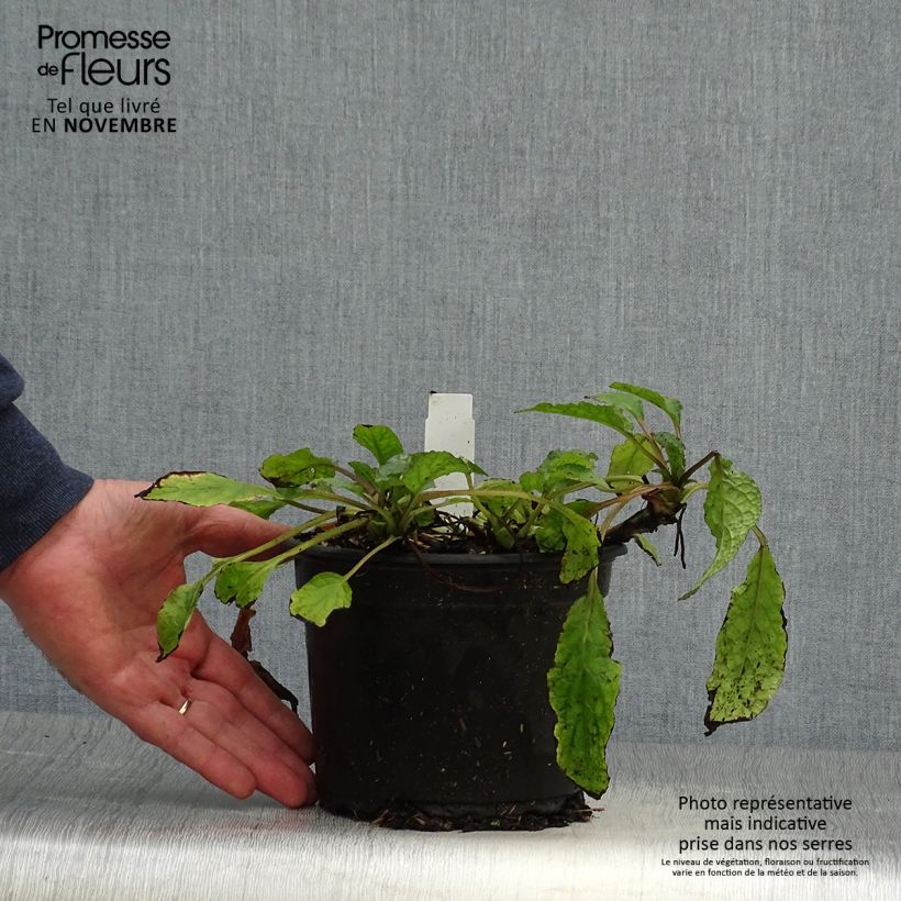 Esemplare di Symphytum grandiflorum - Consolida a grandi fiori Vaso da 2L/3L come consegnato in autunno