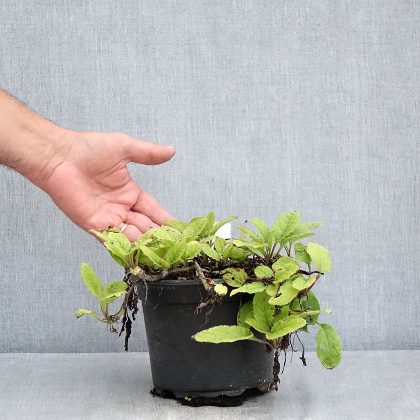 Esemplare di Symphytum grandiflorum - Consolida a grandi fiori Vaso da 2L/3L consegnato in estate